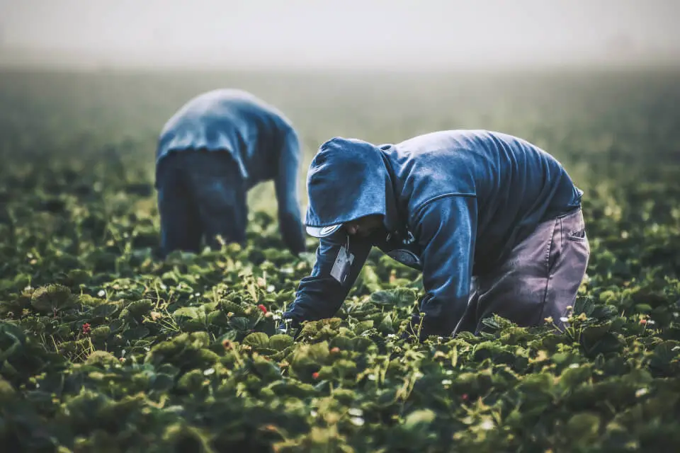 Cómo encontrar los mejores trabajos de recolección de frutas en Japón (2023)