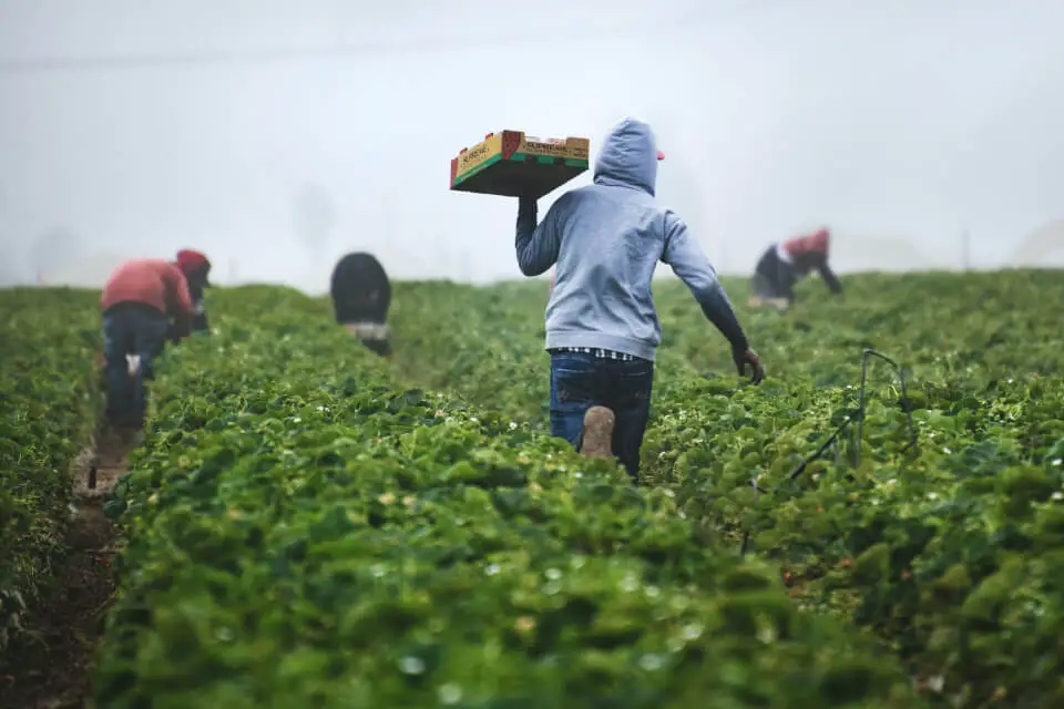 Cómo encontrar los mejores trabajos de recolección de frutas en Japón (2023)