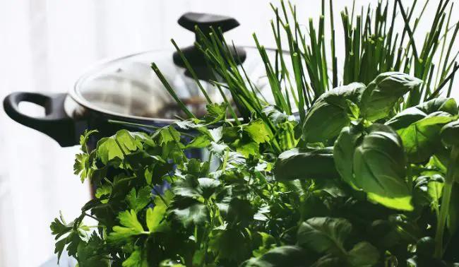 De la semilla a la venta: cómo ganar dinero vendiendo plantas De la semilla a la venta: cómo ganar dinero vendiendo plantas