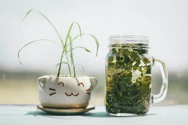 De la semilla a la venta: cómo ganar dinero vendiendo plantas De la semilla a la venta: cómo ganar dinero vendiendo plantas
