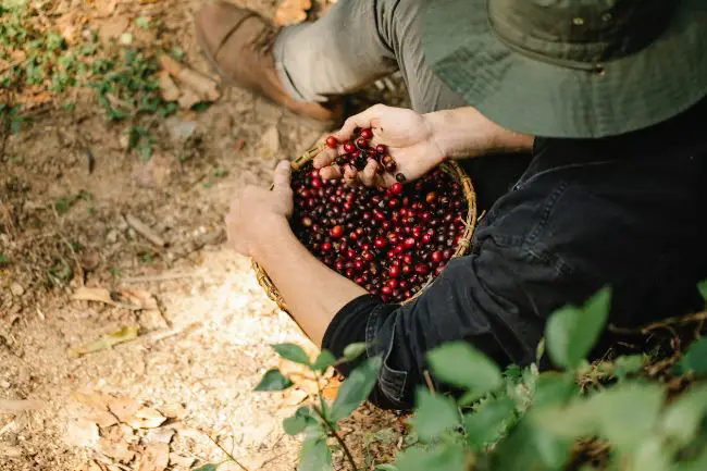 De la semilla a la venta: cómo ganar dinero vendiendo plantas