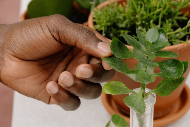 De la semilla a la venta: cómo ganar dinero vendiendo plantas