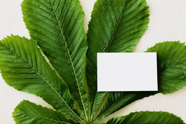 De la semilla a la venta: cómo ganar dinero vendiendo plantas De la semilla a la venta: cómo ganar dinero vendiendo plantas
