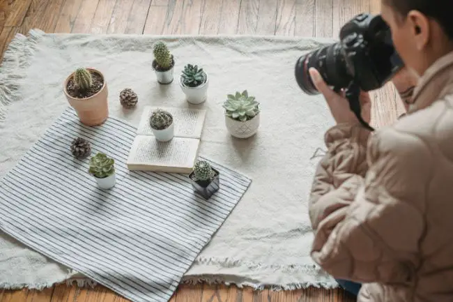 De la semilla a la venta: cómo ganar dinero vendiendo plantas De la semilla a la venta: cómo ganar dinero vendiendo plantas
