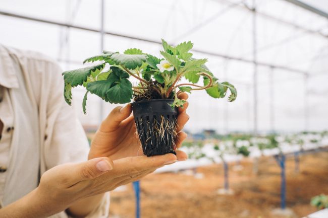 De la semilla a la venta: cómo ganar dinero vendiendo plantas De la semilla a la venta: cómo ganar dinero vendiendo plantas
