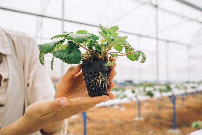 De la semilla a la venta: cómo ganar dinero vendiendo plantas