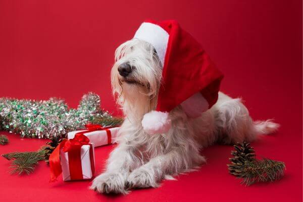 Celebre la Navidad con un presupuesto limitado: 25 formas económicas y creativas Celebre la Navidad con un presupuesto limitado: 25 formas económicas y creativas