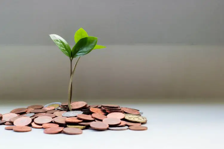 ¿Merecen la pena las bellotas? ganar dinero con bellotas ¿Merecen la pena las bellotas? ganar dinero con bellotas